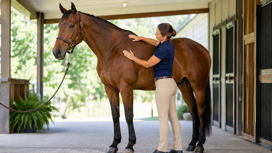 Why Equine Bodyworkers and Chiropractors Choose Draw It Out® Liniment