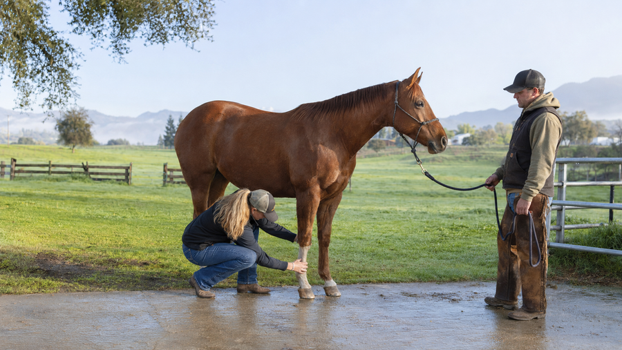 Horse Pasterns Pink After Wet Grass? What to Check Before It Gets Worse