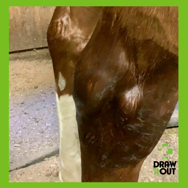 Reduced swelling in horse’s knee after applying Draw It Out® High Potency Gel — shows visible improvement in inflammation and comfort