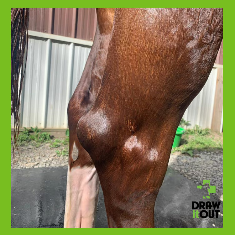 Visible swelling in horse’s knee joint before Draw It Out® Gel application — used for leg inflammation, soreness, and joint support