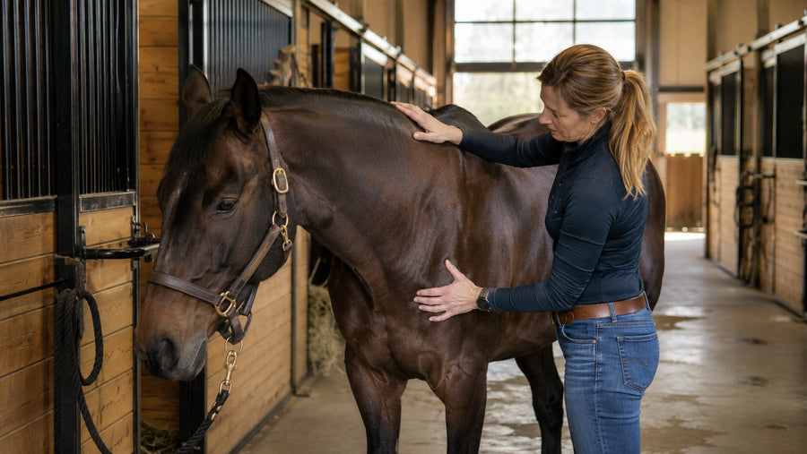 Horse owner performing a calm post-work body check on a mature horse
