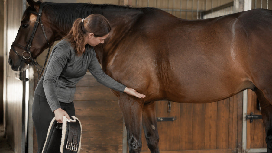 Horse owner checking the girth area and tack after riding