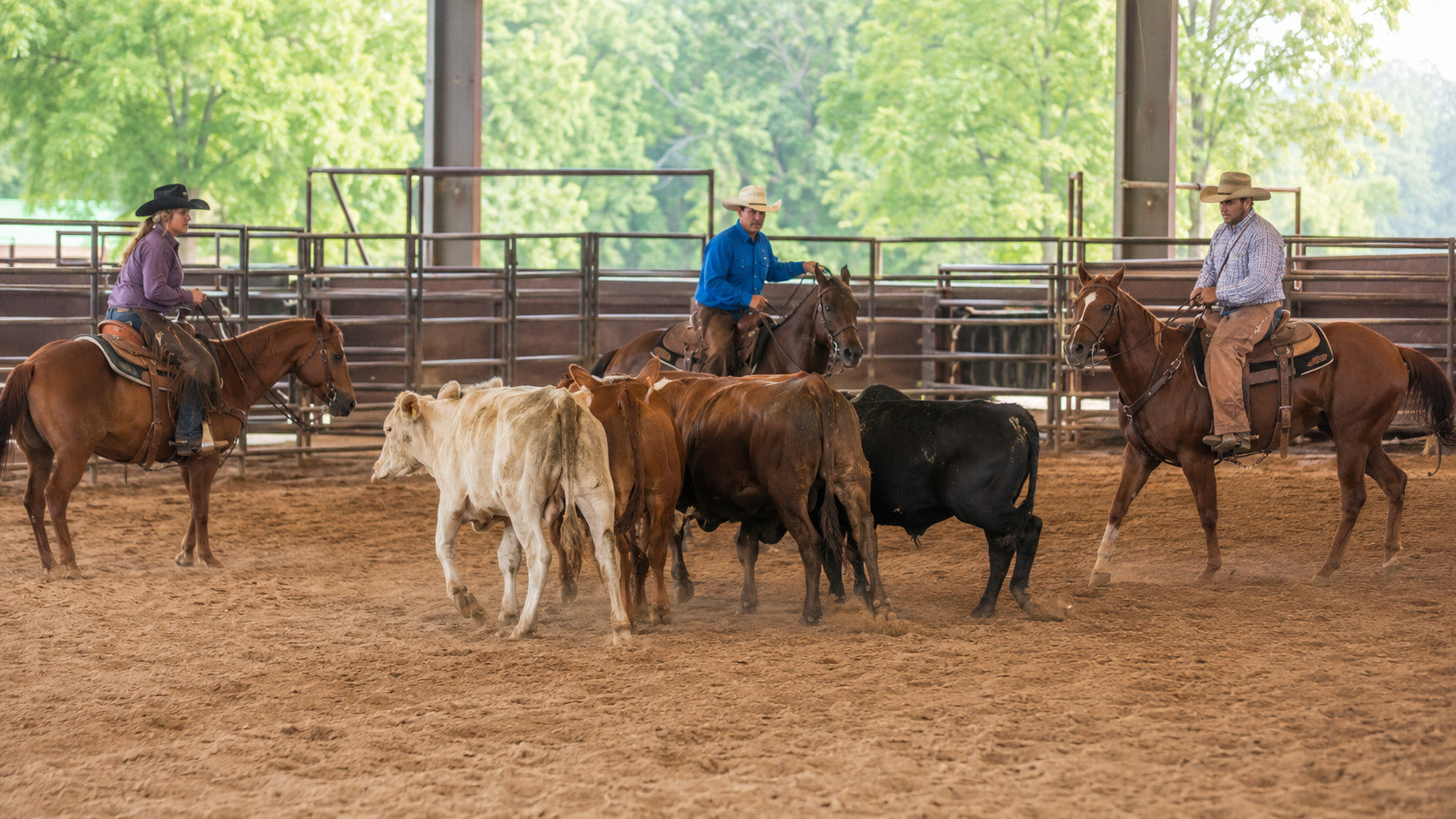 Western riders moving cattle during a team penning and ranch sorting event