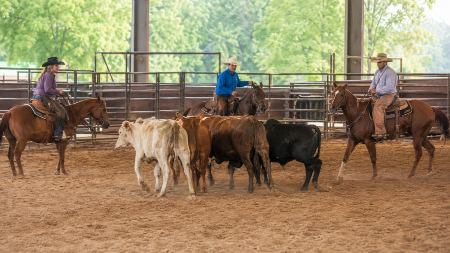 Western riders moving cattle during a team penning and ranch sorting event