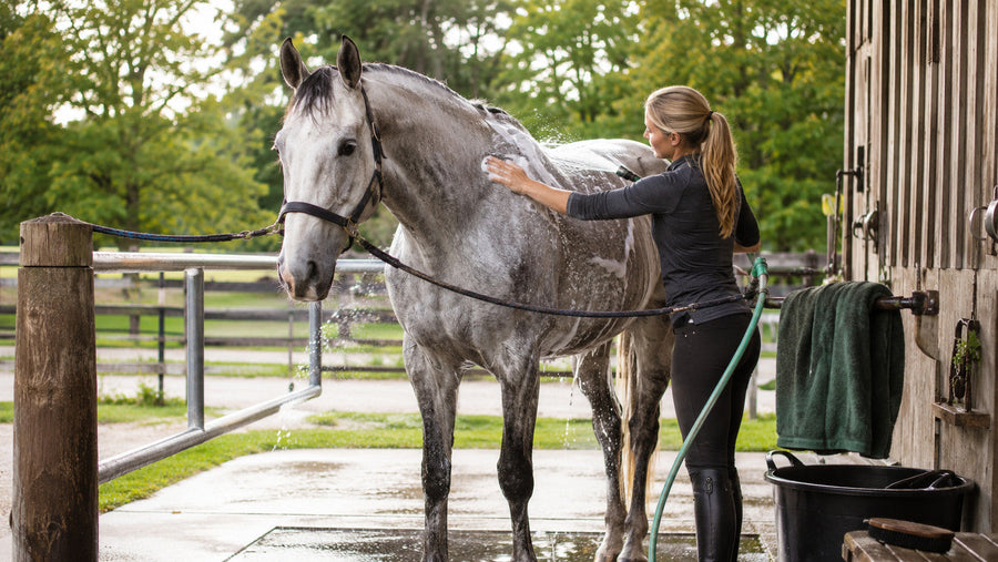 Horse owner washing a gray horse during a careful grooming routine