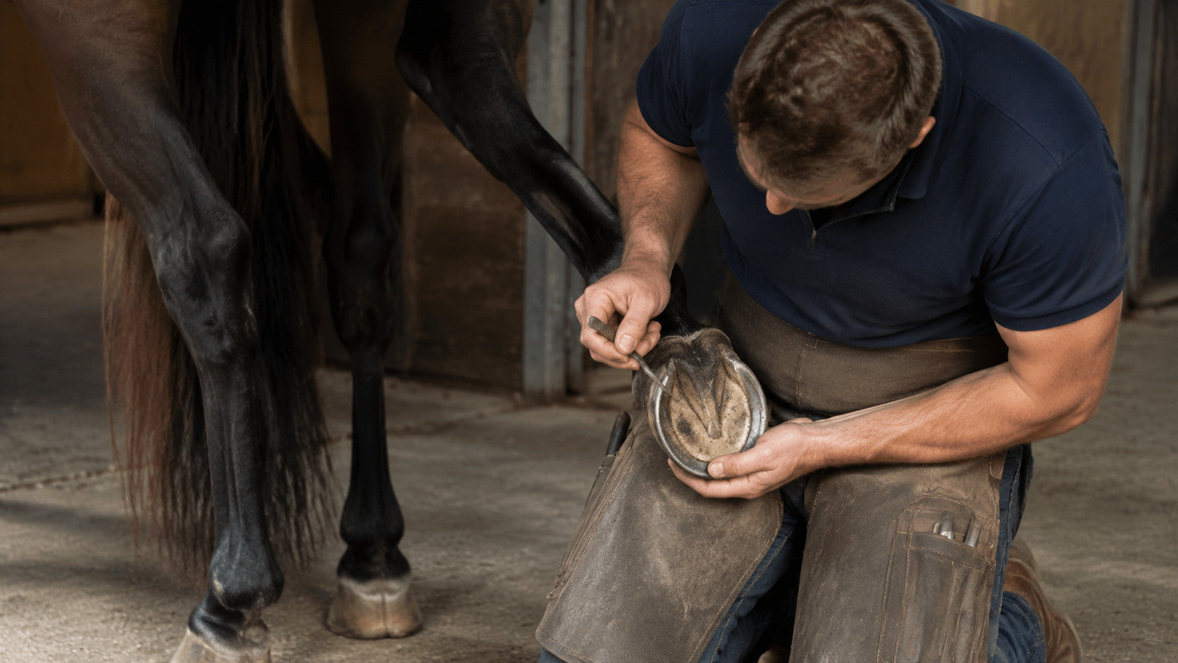 Farrier inspecting the toe and white line of a freshly cleaned hoof