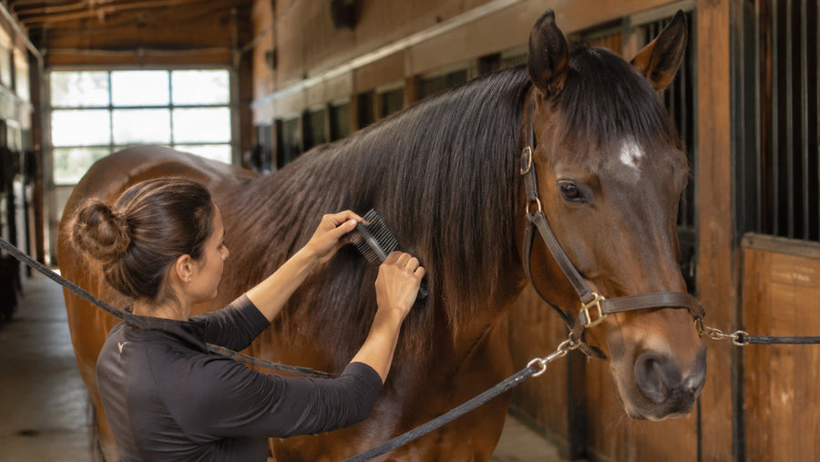 Horse owner gently detangling a mane during a grooming routine