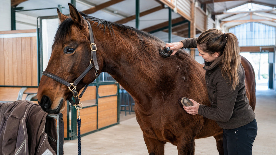 Horse owner grooming and inspecting a thick winter coat in a bright barn aisle