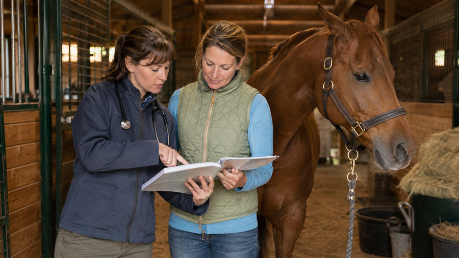 Veterinarian and horse owner reviewing a health plan beside a Quarter Horse