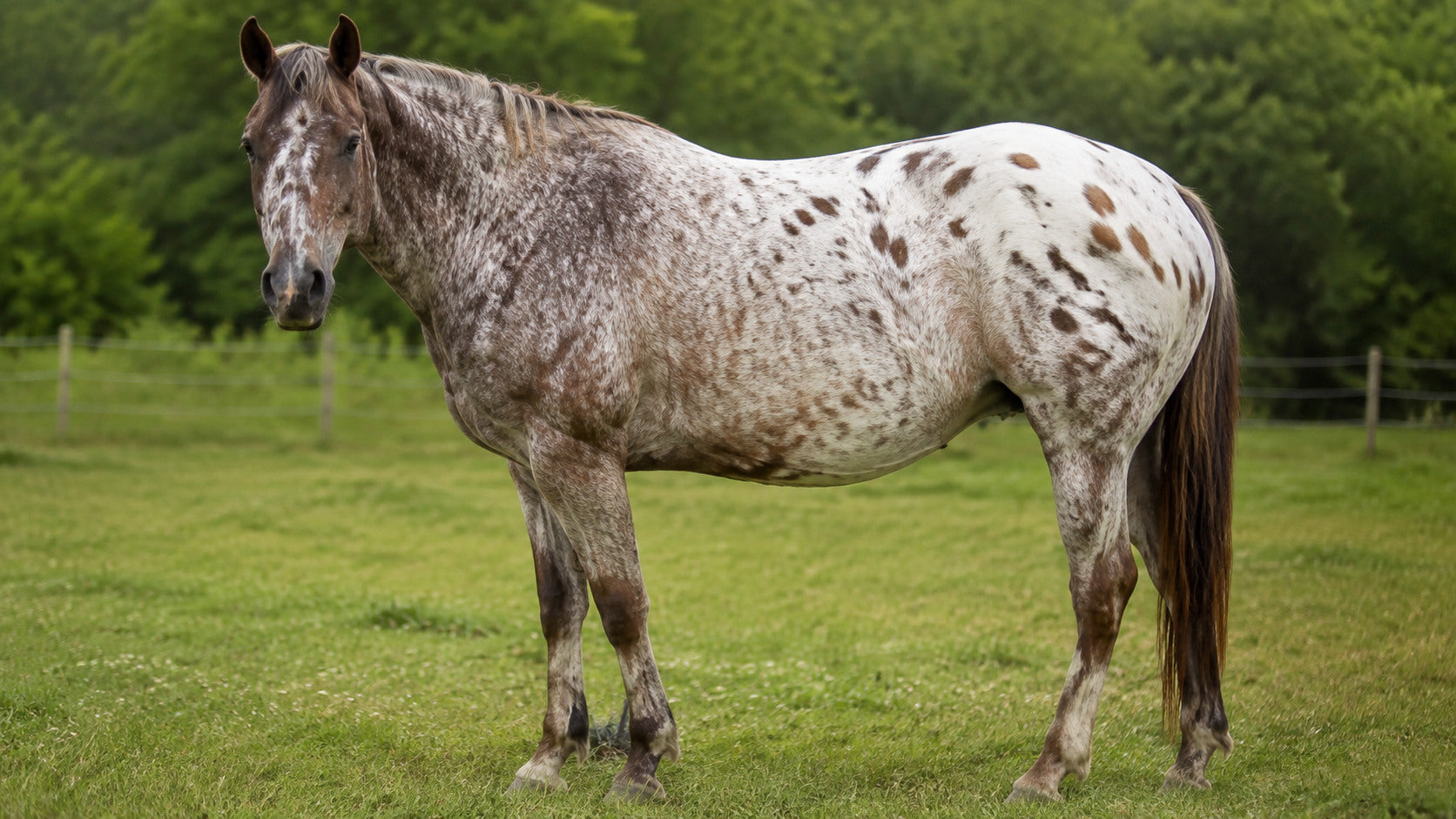 Adult Appaloosa displaying a varnish roan coat pattern in a pasture