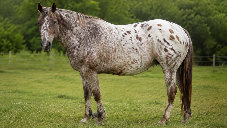 Adult Appaloosa displaying a varnish roan coat pattern in a pasture