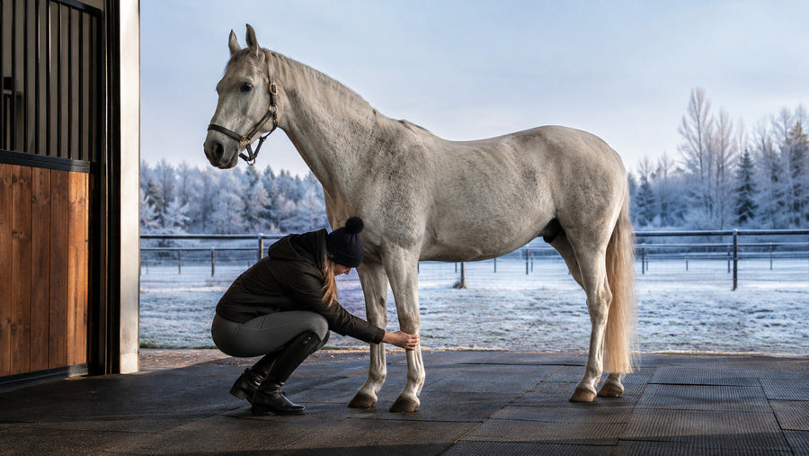 Rider comparing a horse’s front legs before a cold-weather ride