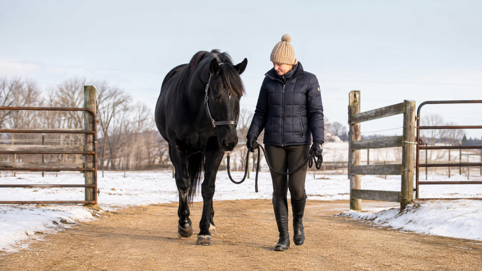 Horse hand-walking on safe footing during a winter leg check