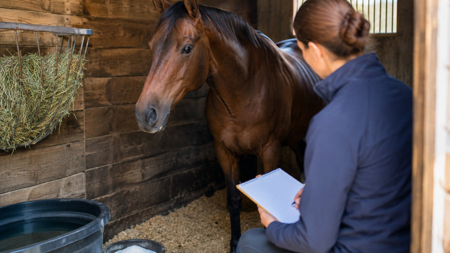 Horse owner reviewing water salt and workload beside a relaxed horse