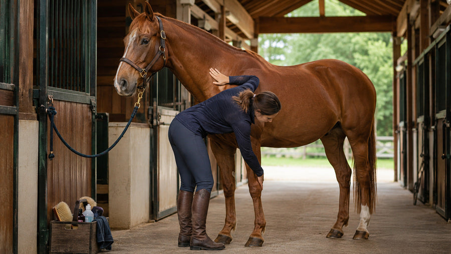 Handler completing a nose-to-hoof care check on a chestnut horse