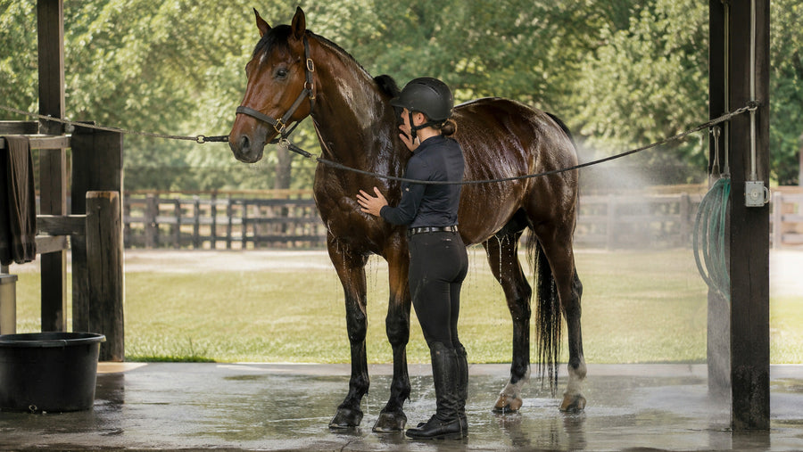 Rider cooling a sweaty horse in shade while clean water remains available