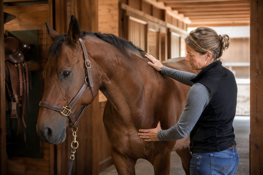 Why Equine Bodyworkers and Chiropractors Choose Draw It Out® Liniment