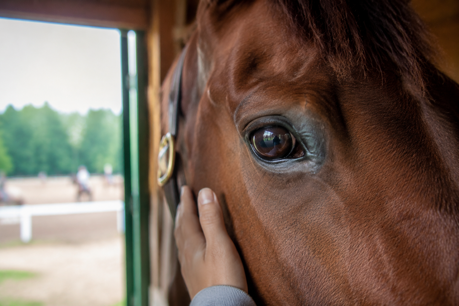 Close view of a horse's eye showing equine vision and awareness