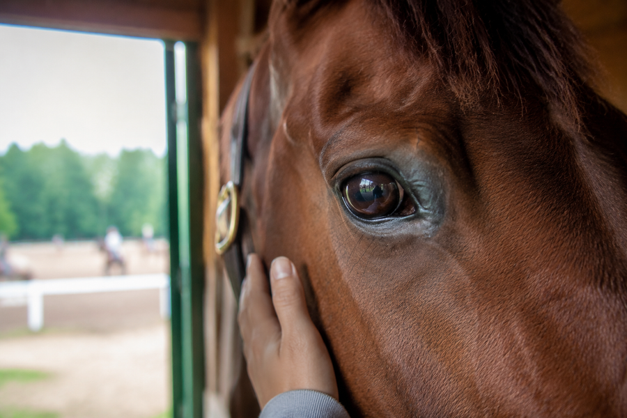 Close view of a horse's eye showing equine vision and awareness