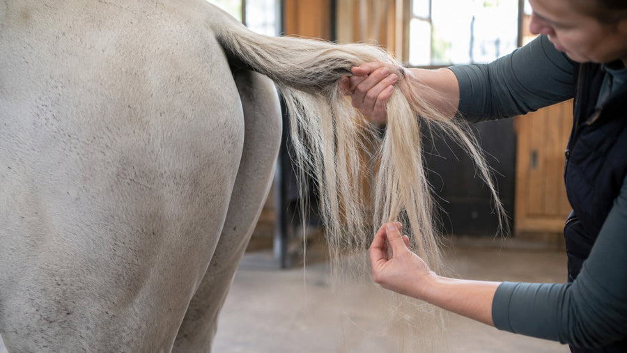 Groomer gently separating small sections of a horse tail by hand