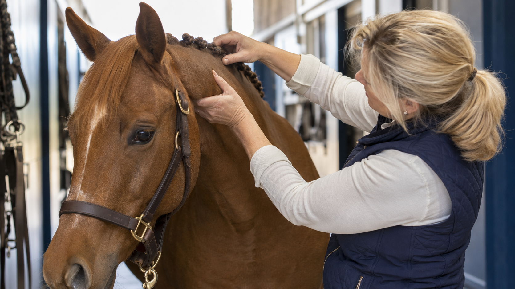 Horse owner checking the poll area after loosening braids