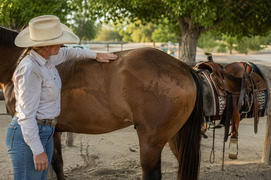 Horse Saddle Pressure Marks After Summer Riding? What to Check