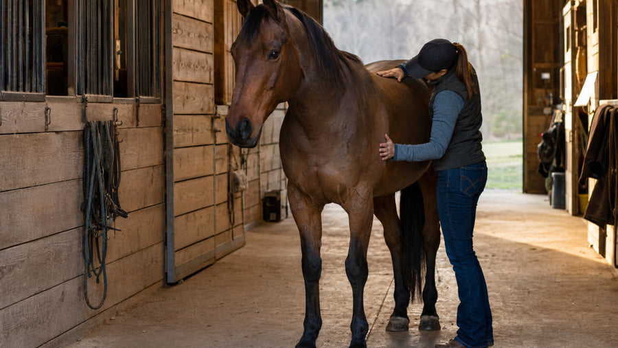Horse owner performing a calm post-ride body check along the back and shoulders