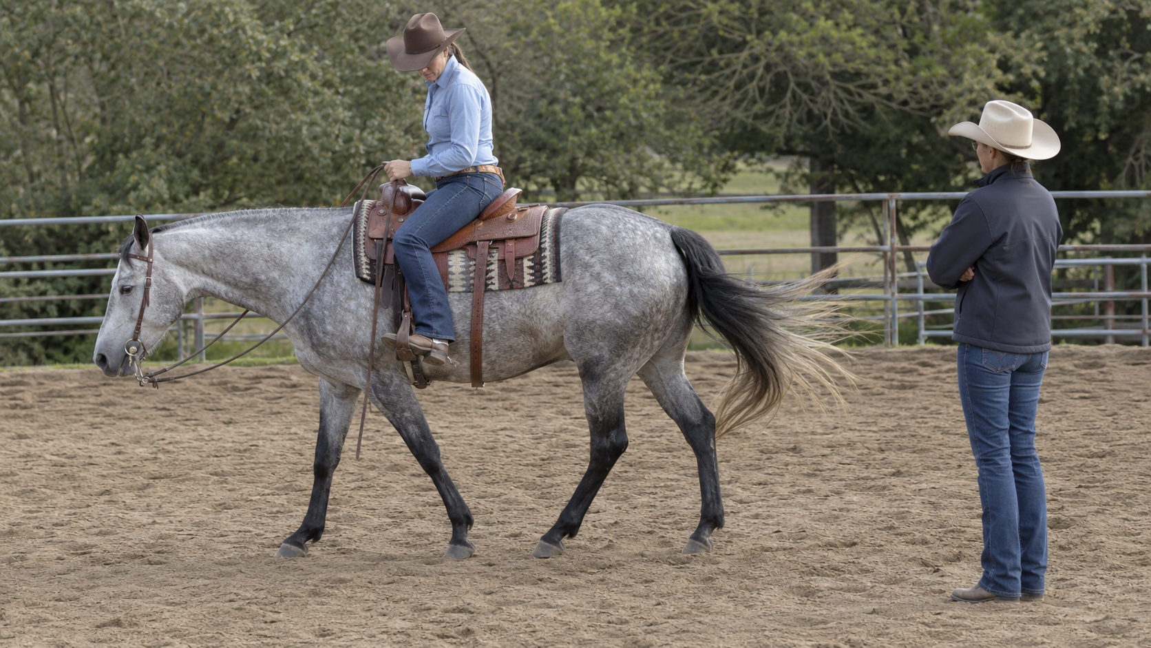 Rider evaluating a horse walking under saddle while its tail swishes