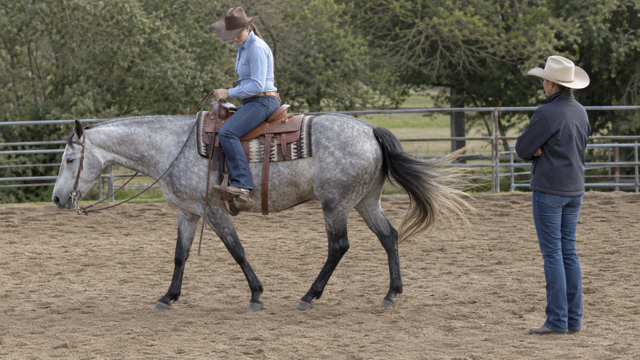 Rider evaluating a horse walking under saddle while its tail swishes
