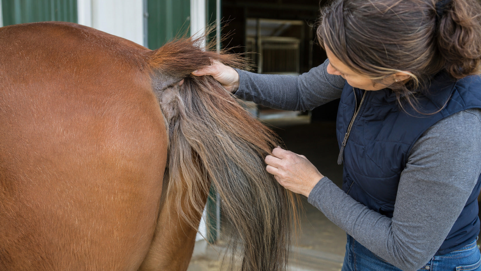 Horse owner comparing thin and full areas of a tail in natural light