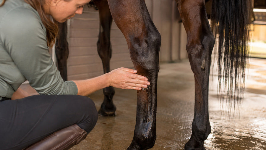 Rider applying a thin layer of liniment gel to a horse leg after work