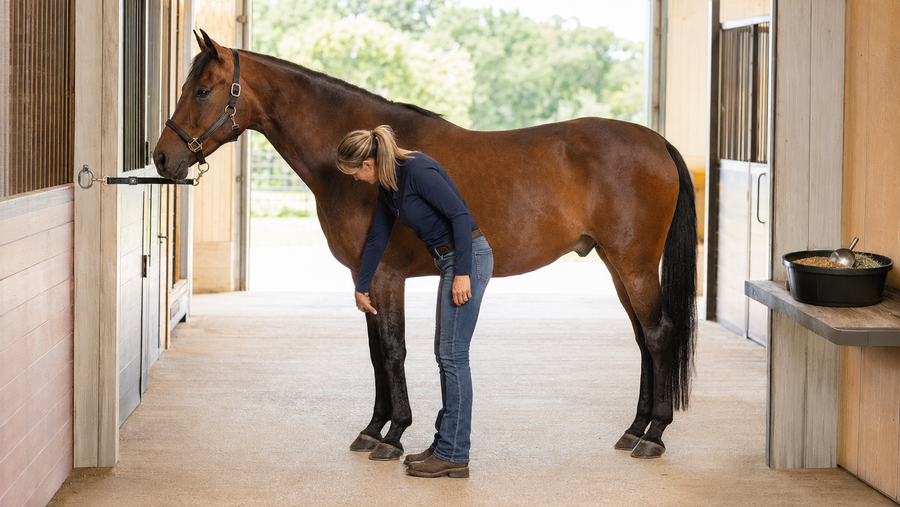 Joint Support From the Inside and Outside: Building a Smarter Horse Routine