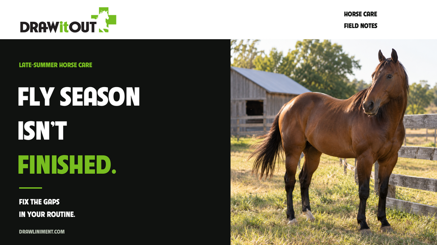 Late-Summer Fly Control for Horses: Fix the Gaps in Your Routine