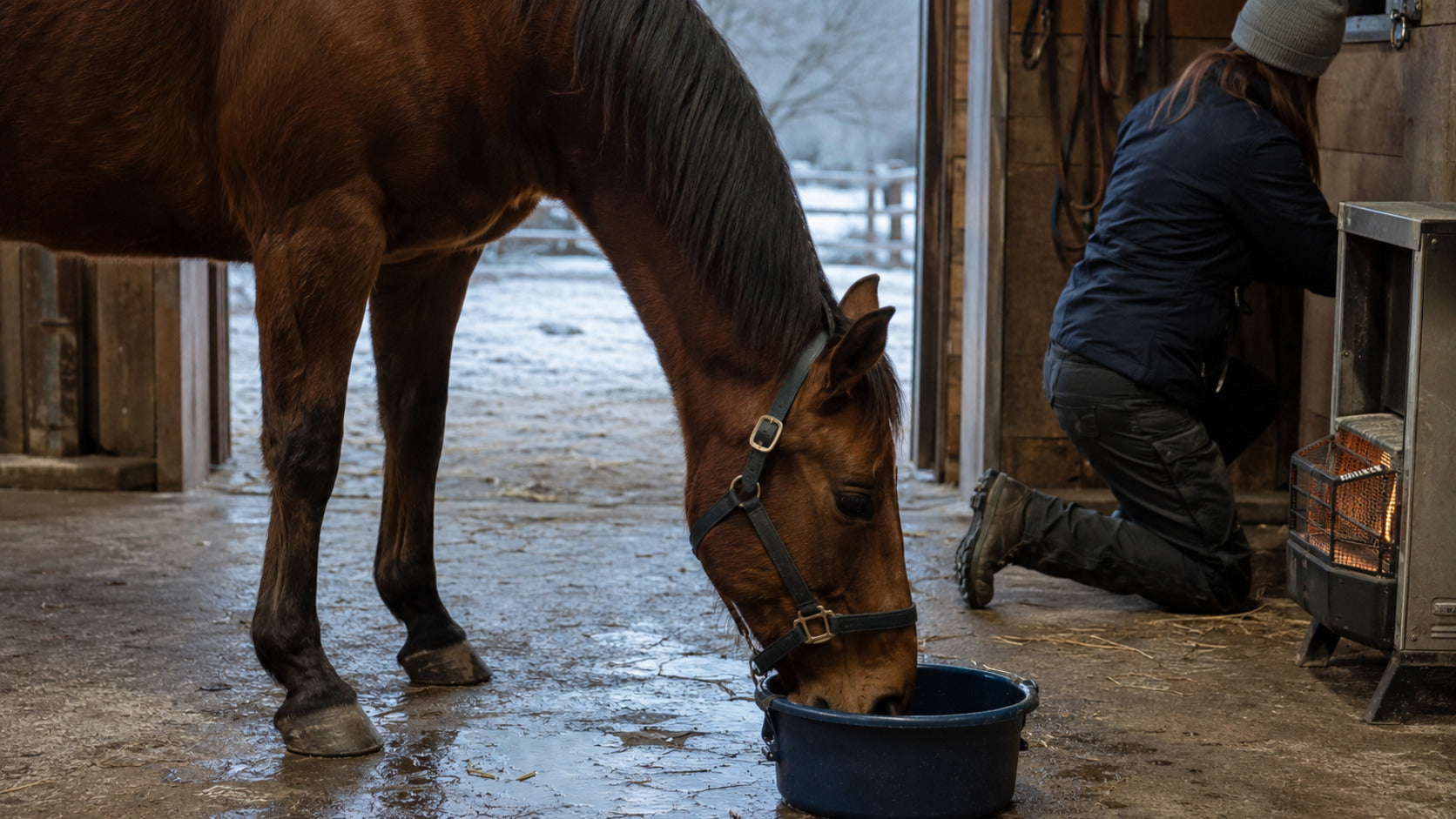 Horse drinking temperate clean water during a late-winter barn check