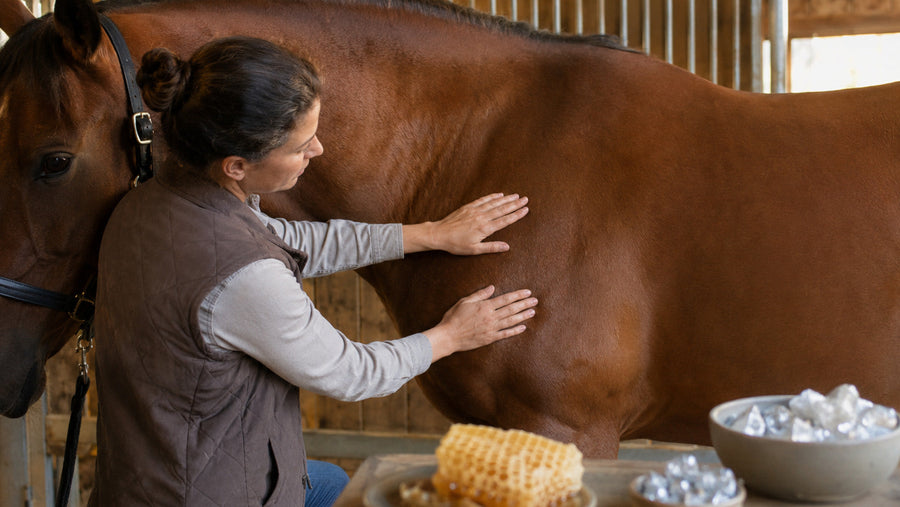 Horse owner checking a horse's healthy skin with honey and silver ingredient cues nearby