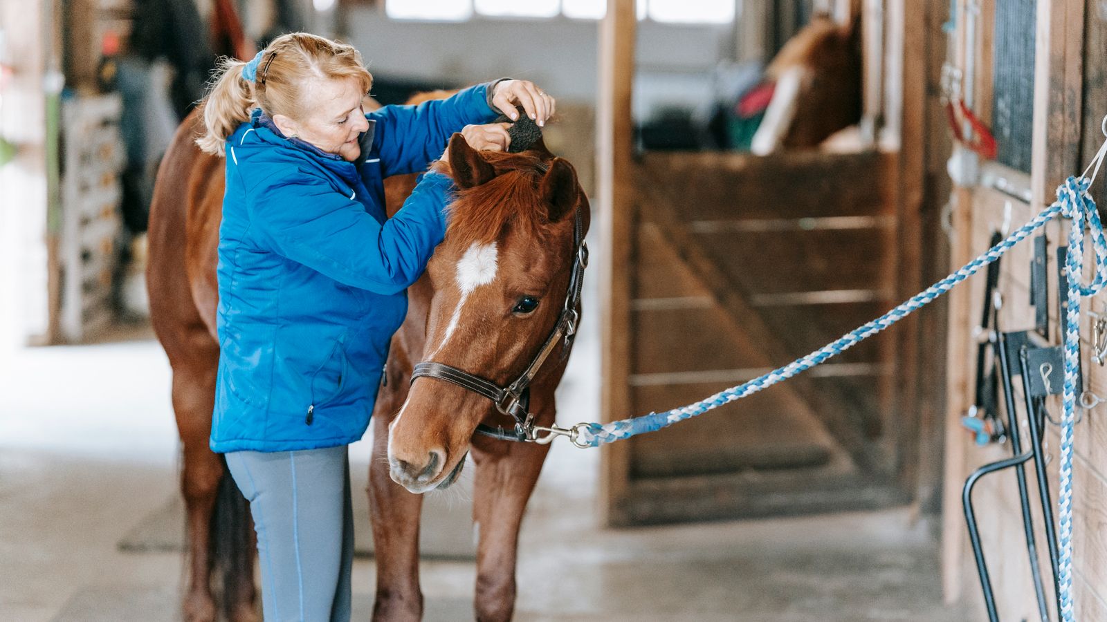 Horse show groom brushing a horse inside a wooden stable