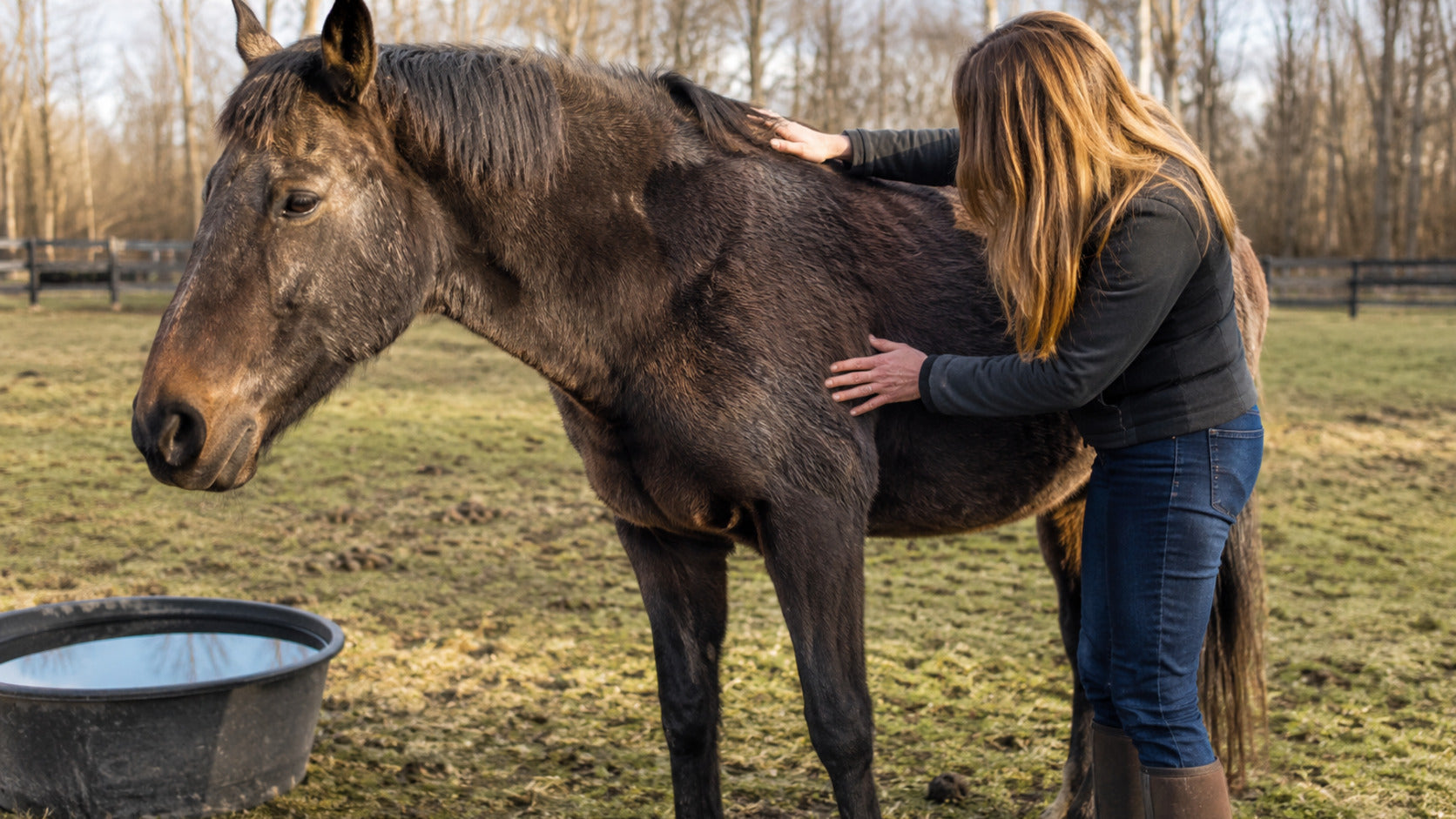 Senior horse grazing lightly while an owner checks body condition in early spring