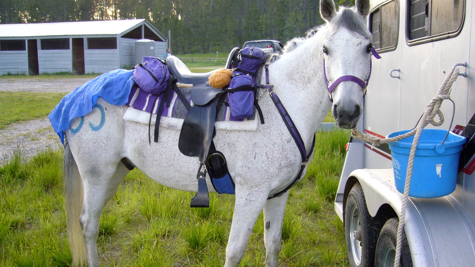 Saddled horse standing beside a trailer after travel