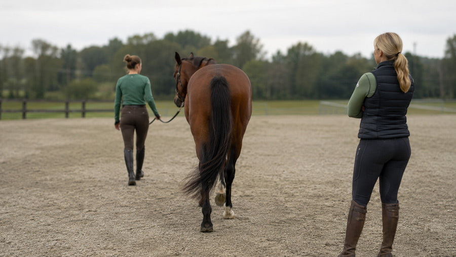Professional observing a horse's hindquarter movement during an SI-region check