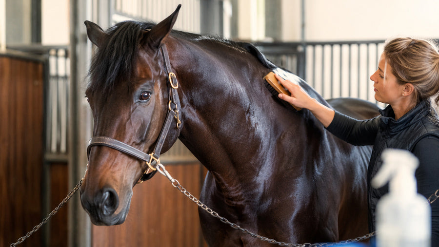 Groom brushing a dark bay horse in a clean grooming stall