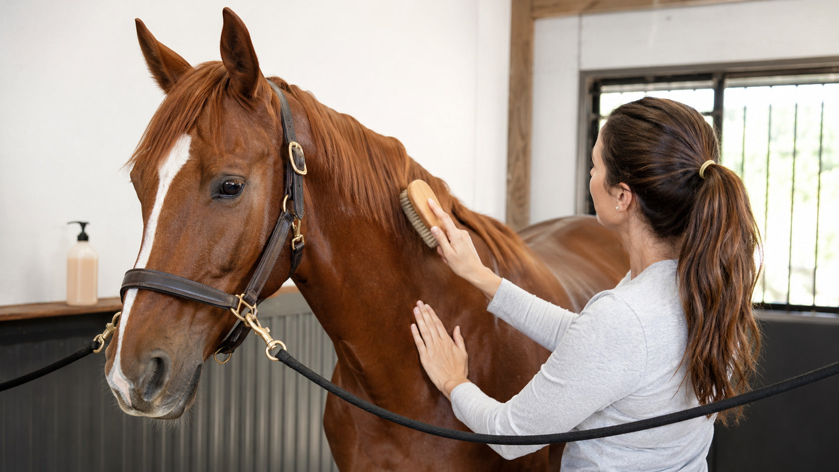 Groom lightly brushing a healthy chestnut horse's mane and coat