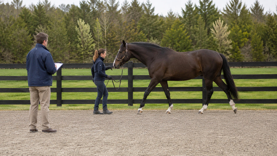Veterinarian observing a horse hind-end movement on a straight line