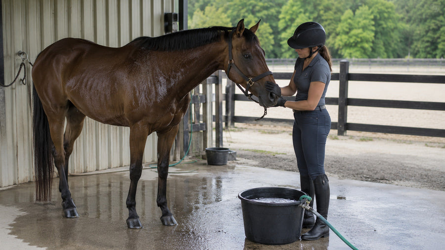 Rider checking a sweaty horse water access after controlled exercise