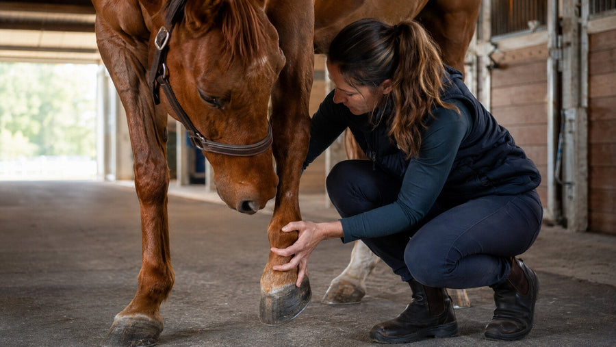 Horse owner inspecting a minor lower-leg concern in a barn
