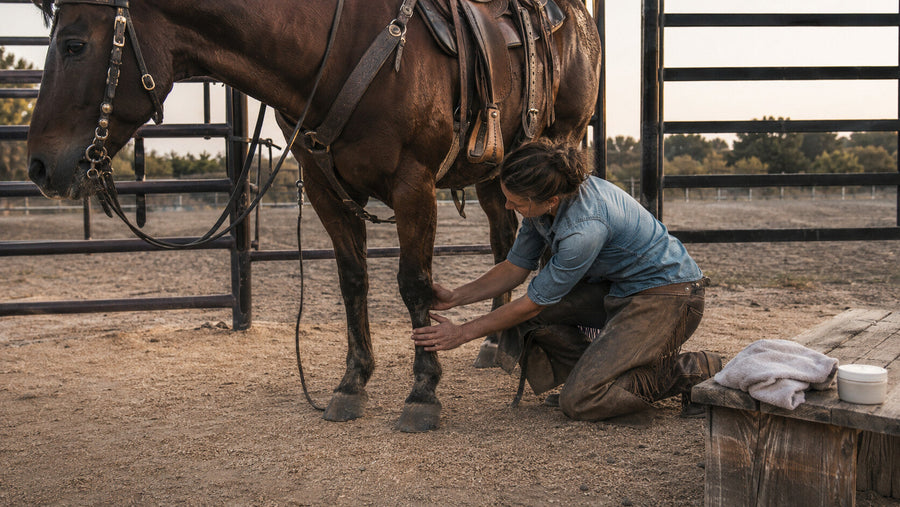Rider checking a hard-working horse's lower legs after training