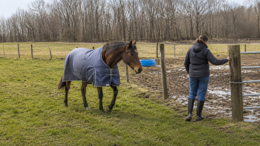 Horse entering a spring pasture calmly while an owner checks fencing and footing