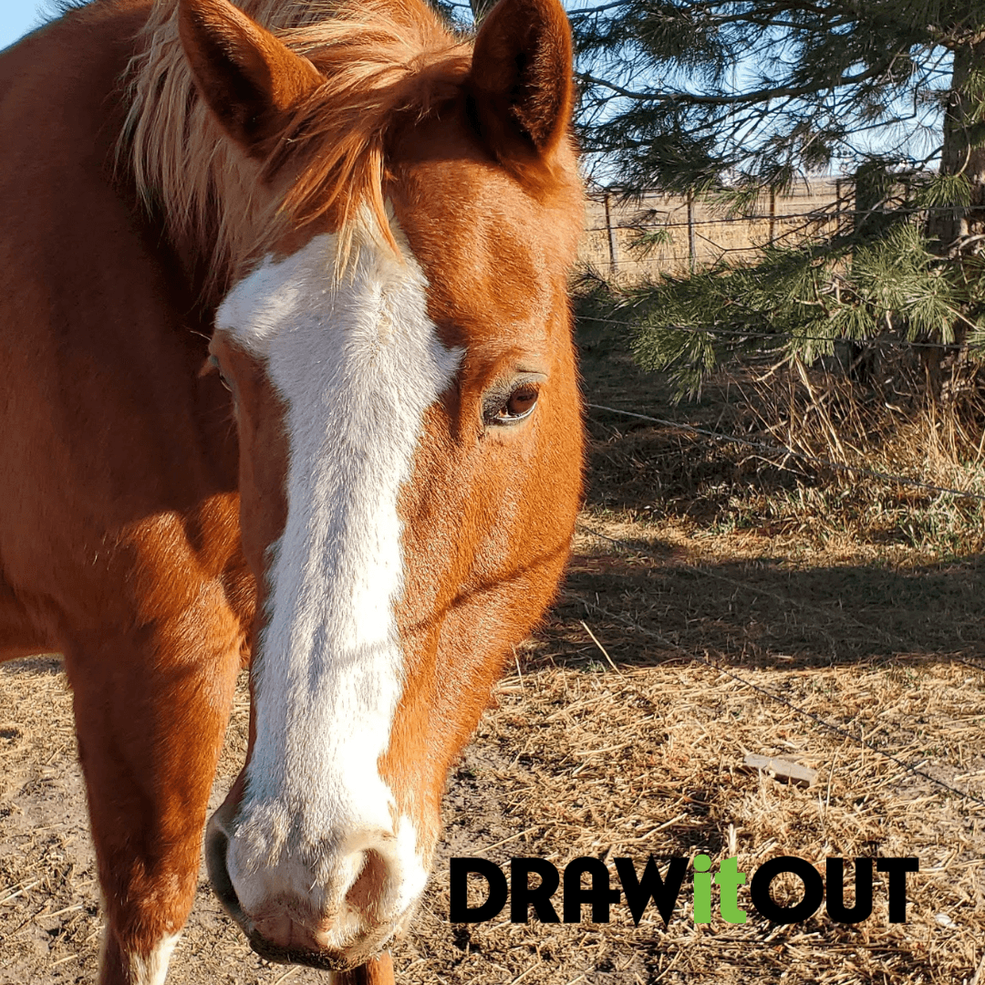 The Fascinating World of AQHA Horses: Why They're Totally Cool - Draw it Out®