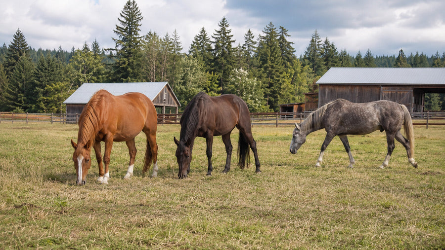 Small herd of horses grazing and moving together in open turnout
