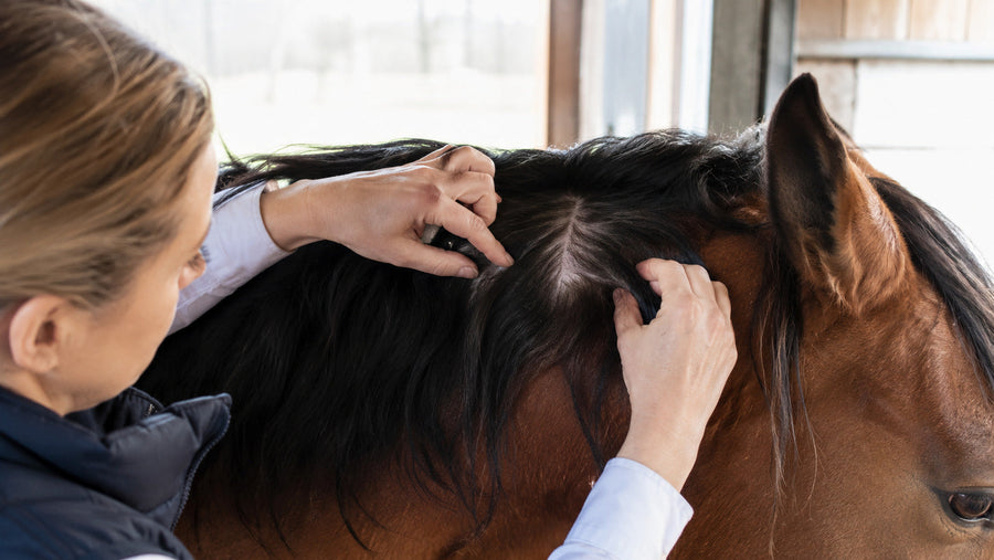 Horse owner parting the mane to inspect the skin at the roots