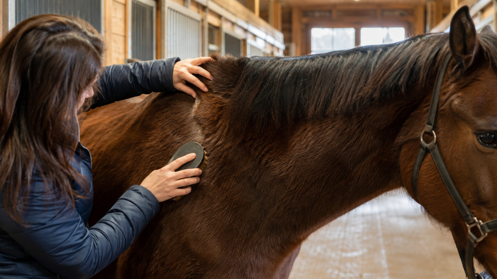 Horse owner currying a thick winter coat in a bright barn aisle